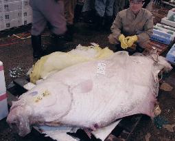 170 kg halibut auctioned at Sapporo wholesale market